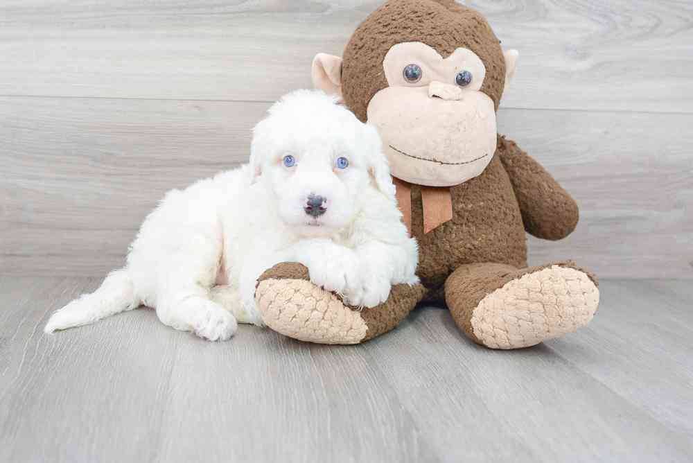 carousel pet images