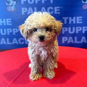 Mini Poodle