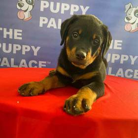 Rottweiler