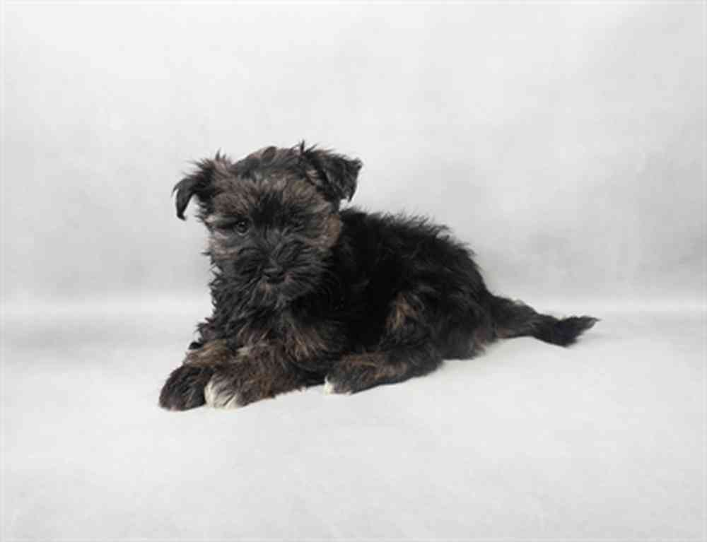 Image of a pet breed in the gallery