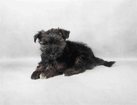 Morkie