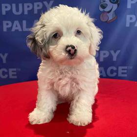 Cocker Spaniel-Mini Poodle