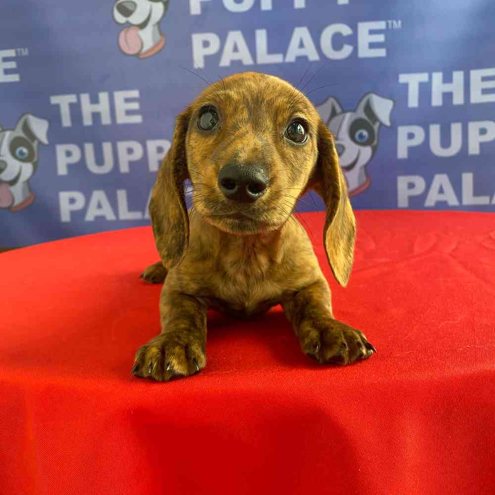 Image of a pet breed in the gallery