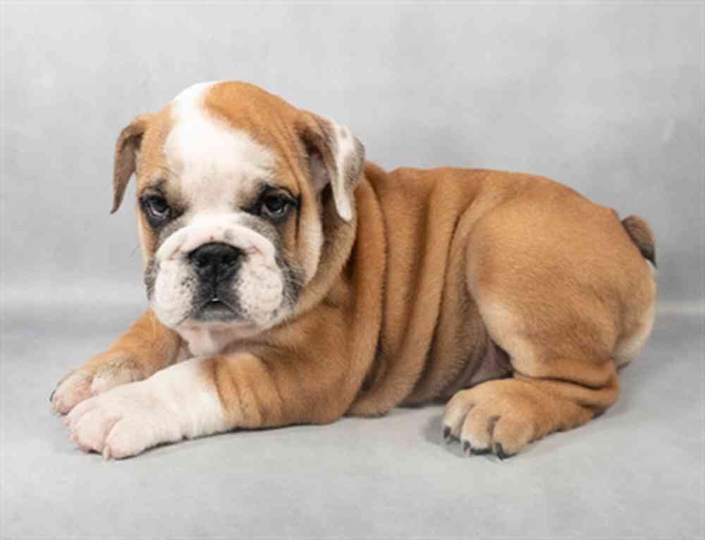 Image of a pet breed in the gallery