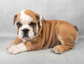 English Bulldog