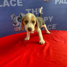 Beagle