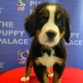 Bernese Mountain Dog