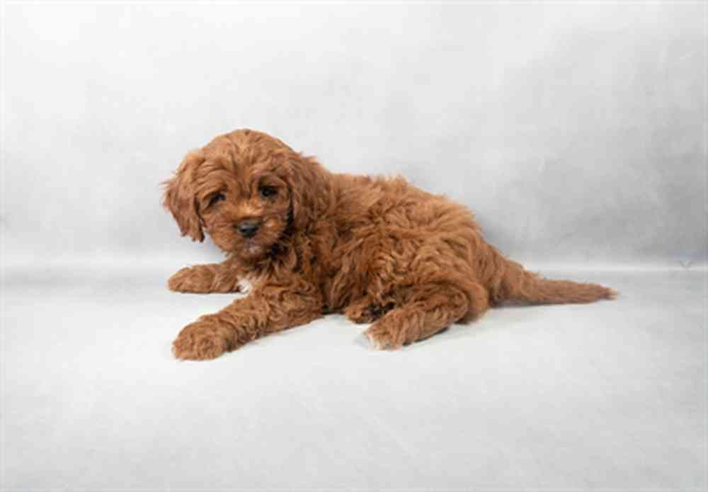 Image of a pet breed in the gallery