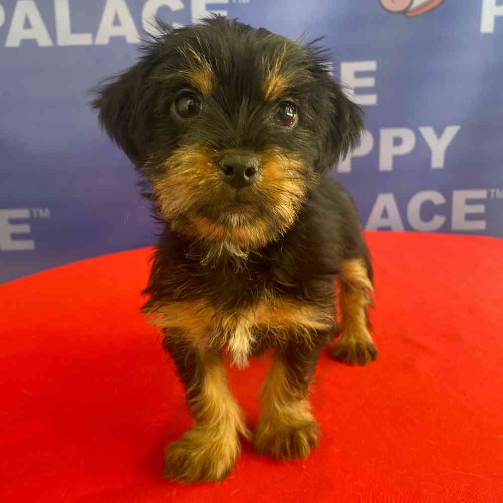 Image of a pet breed in the gallery