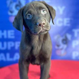 Labrador Retriever