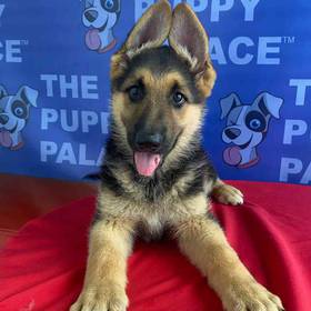 German Shepherd