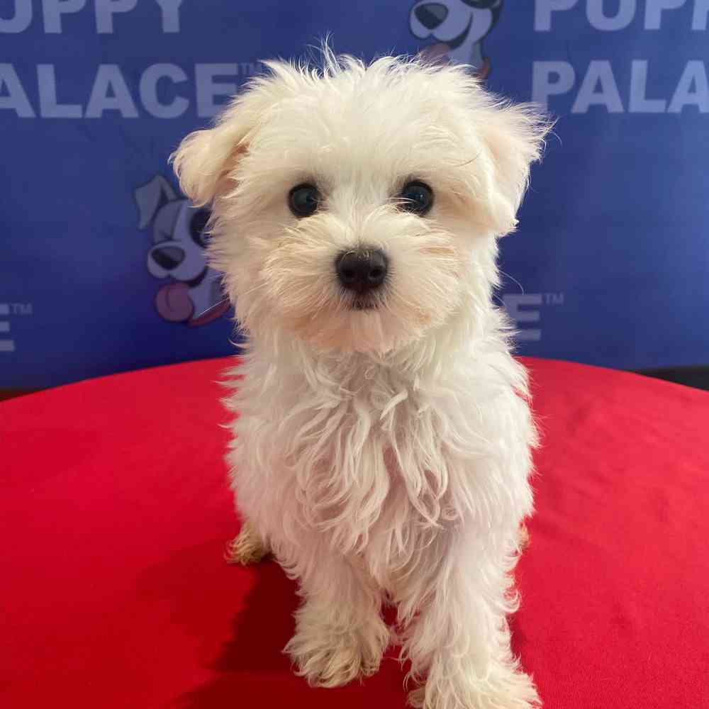 Image of a pet breed in the gallery