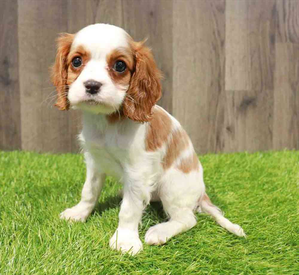 Image of a pet breed in the gallery