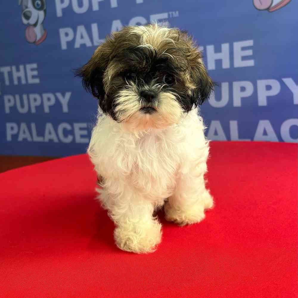 carousel pet images