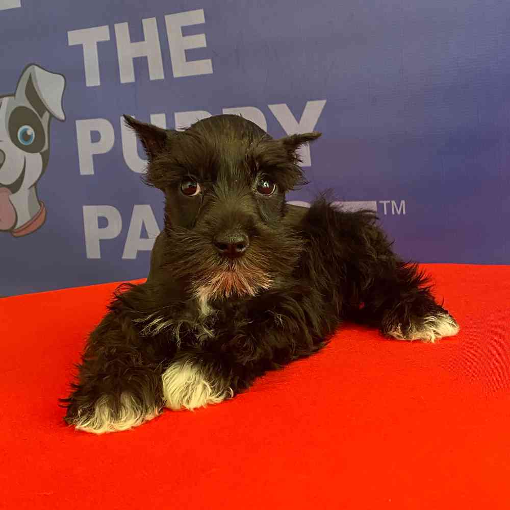 Image of a pet breed in the gallery