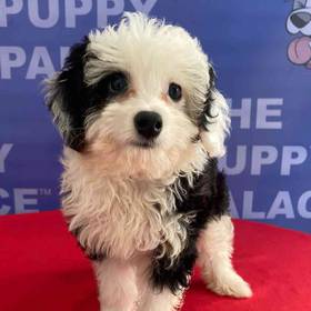 Mini Aussiedoodle