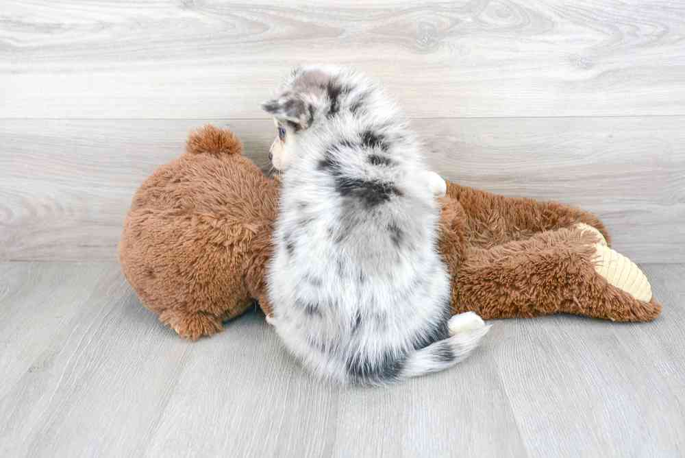 carousel pet images