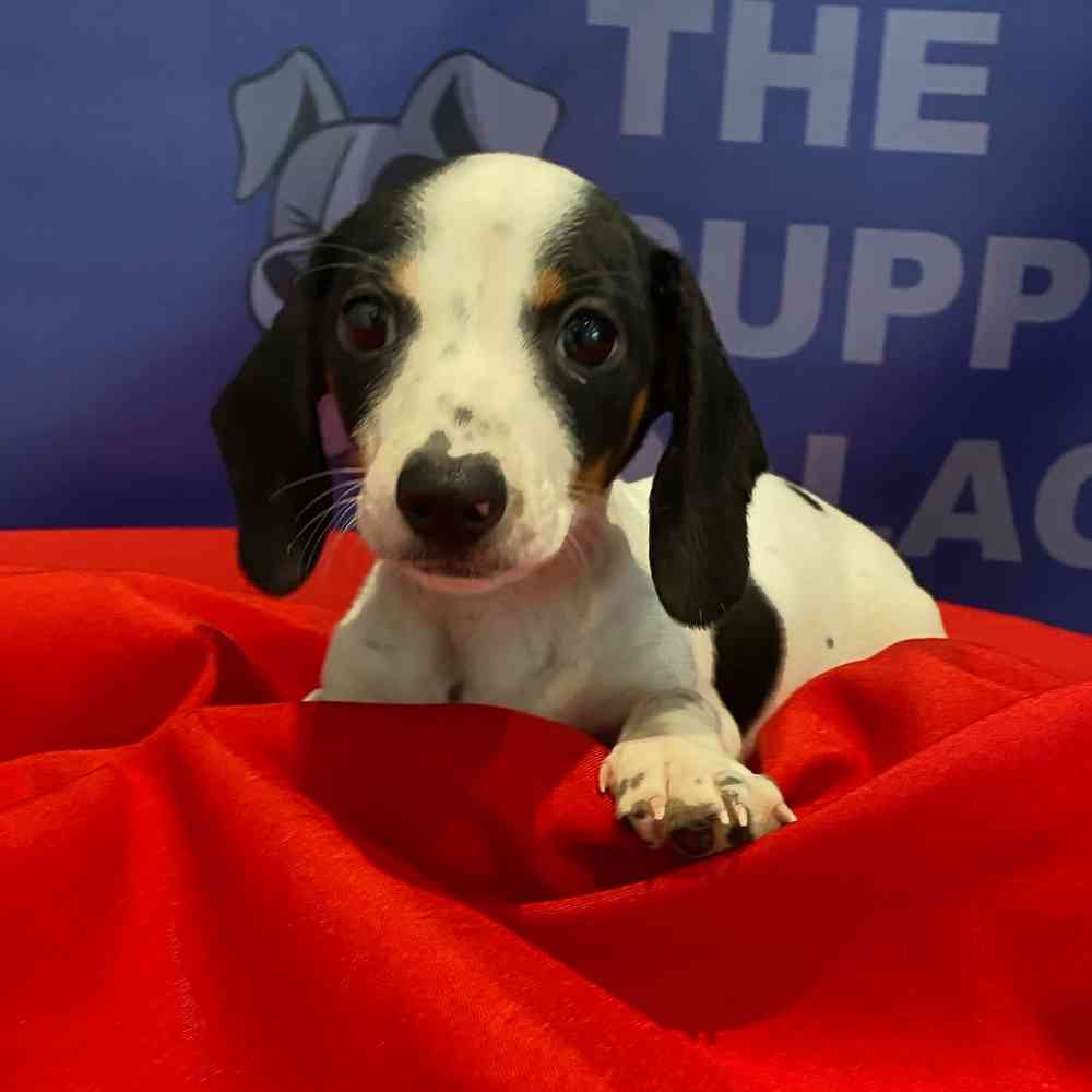 Image of a pet breed in the gallery