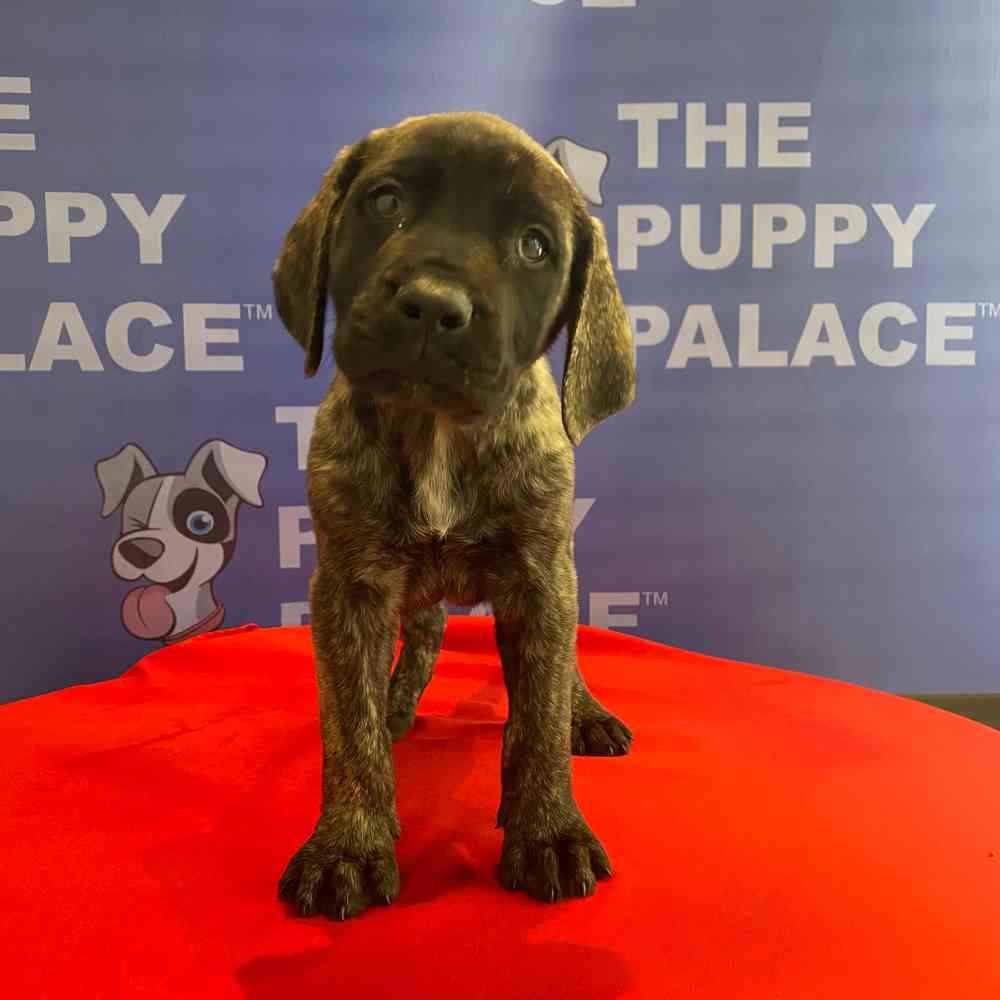 English Mastiff