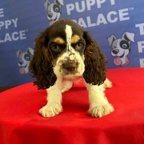 Cocker Spaniel