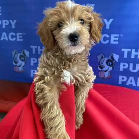 Mini Goldendoodle