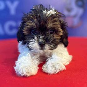 Shipoo
