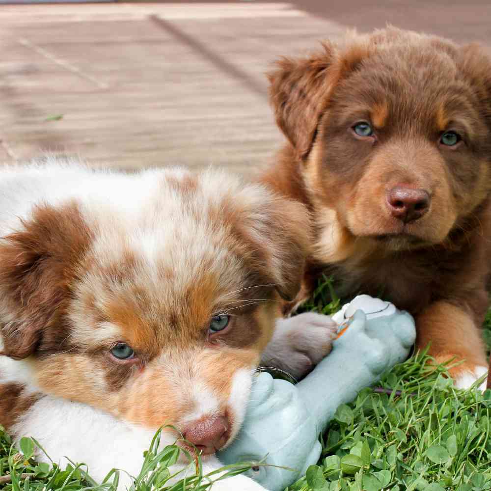 Australian Shepherd