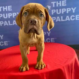 Dogue De Bordeaux
