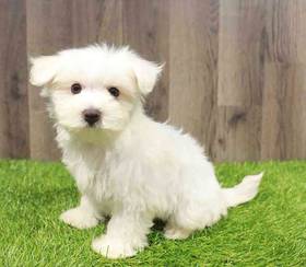 Maltese