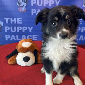 Mini Aussie