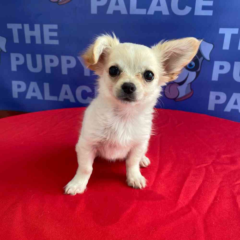 Image of a pet breed in the gallery