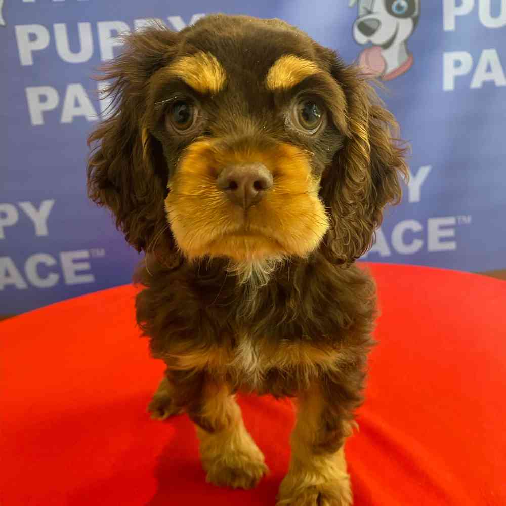 Image of a pet breed in the gallery