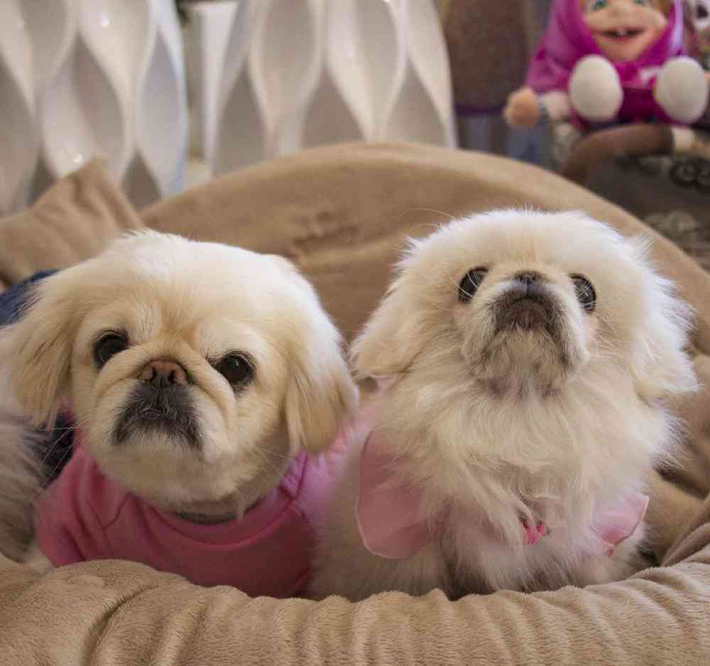 Pekingese Puppies For The Puppy