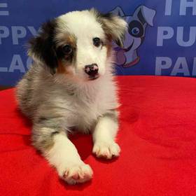 Mini Aussie