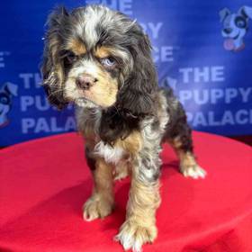 Cocker Spaniel