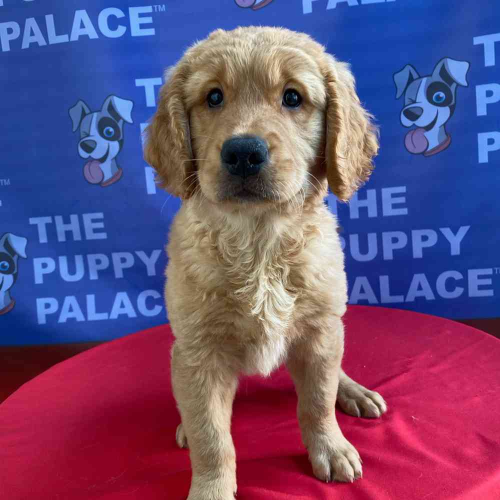 Image of a pet breed in the gallery