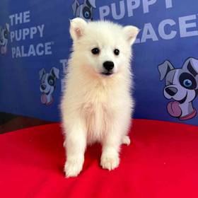 American Eskimo