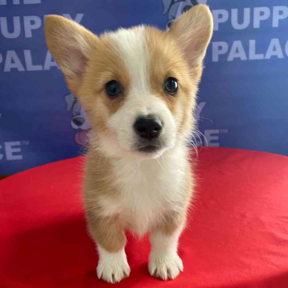 carousel pet images