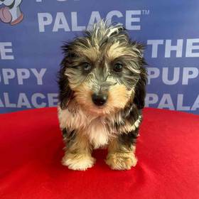 Mini Aussiedoodle