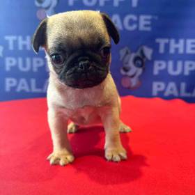 Pug