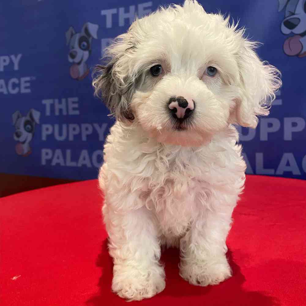 carousel pet images