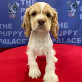 Cocker Spaniel