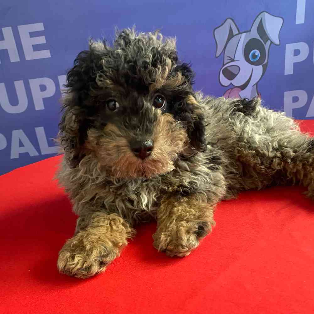 carousel pet images