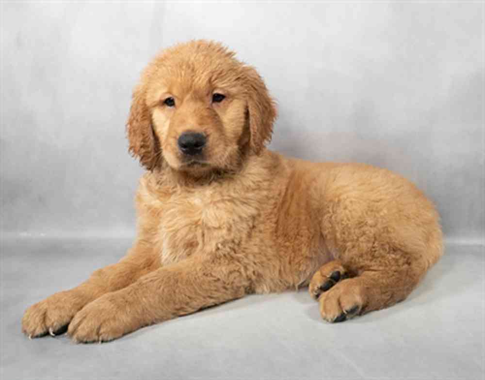 Image of a pet breed in the gallery