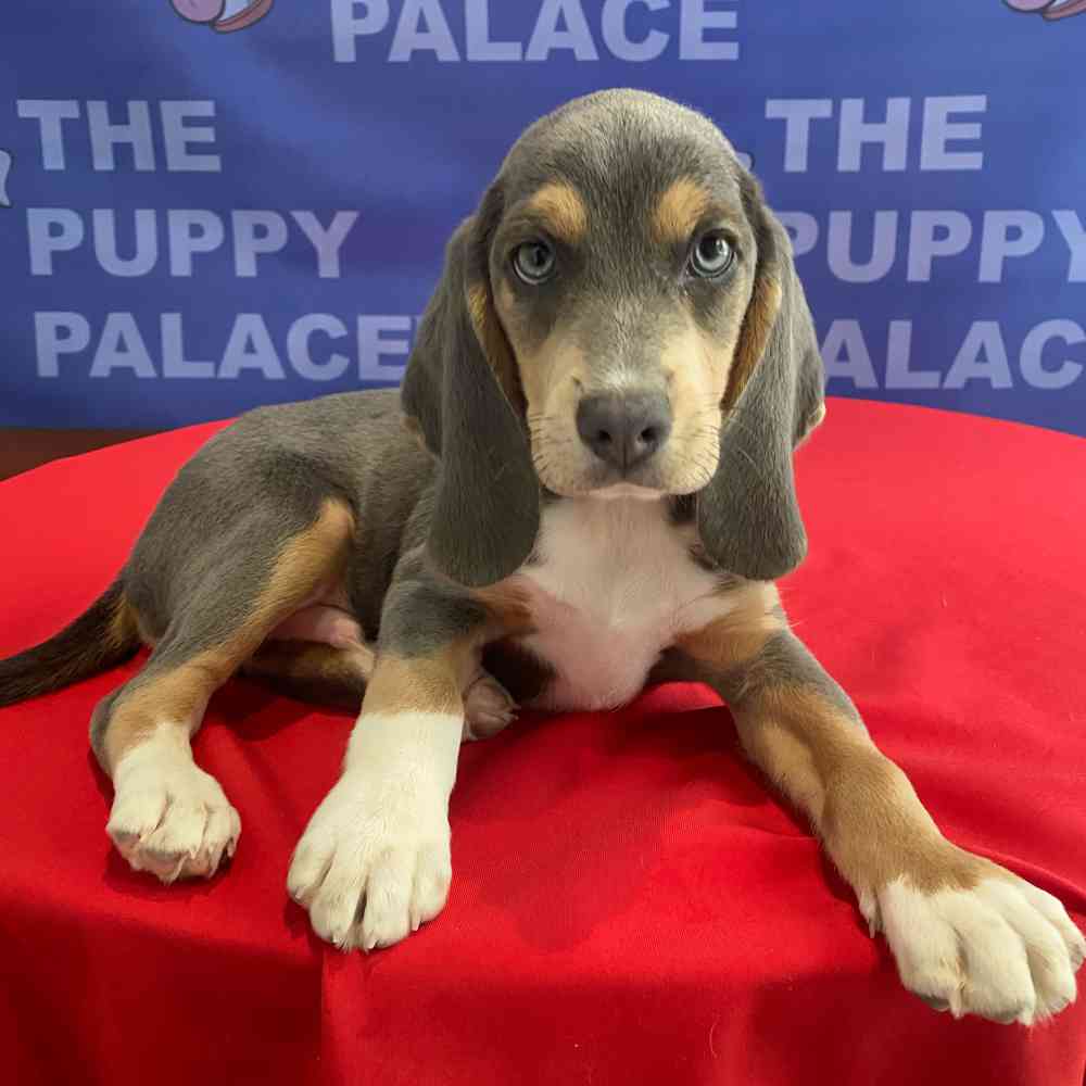 Image of a pet breed in the gallery