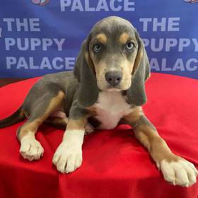 Beagle