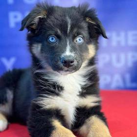 Australian Shepherd