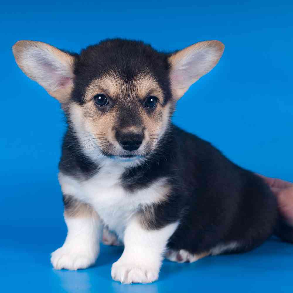 Pembroke Welsh Corgi