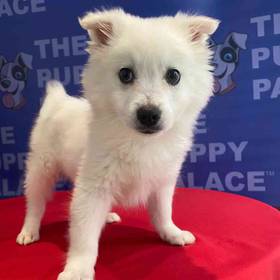 American Eskimo
