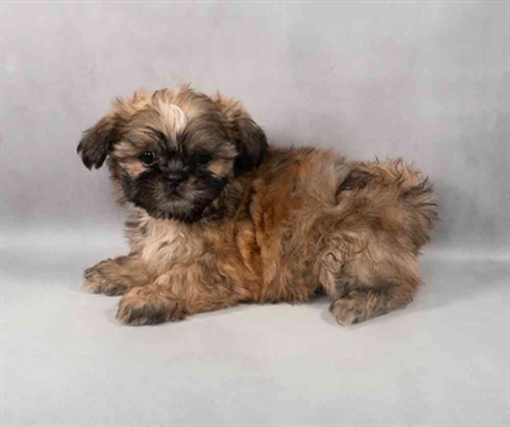 Image of a pet breed in the gallery